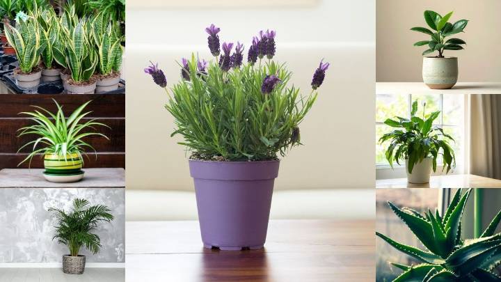 7 best indoor plants for health, air quality, and stress relief