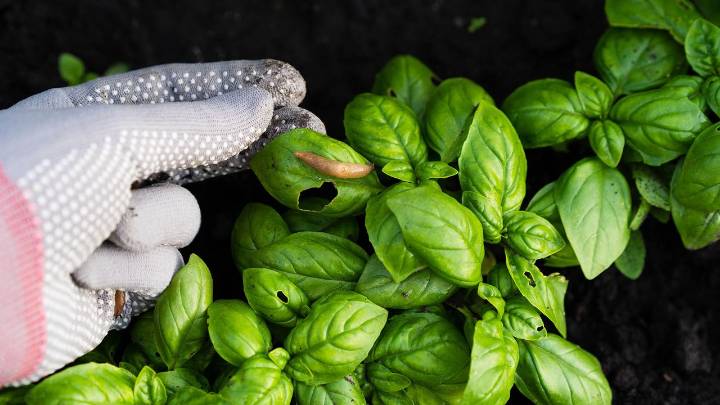You only need these 5 items to banish slugs from your yard