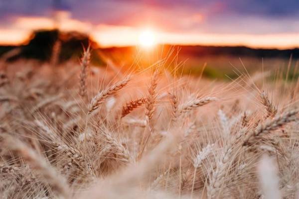 Exigen productores pagos pendientes