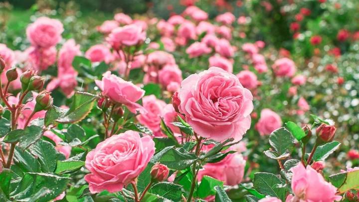 La rosa trepadora, sin espinas y muy perfumada que es una joya para tu jardín: mirá cómo cuidarla