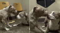 First Meeting Of Two Rescued Pitbulls In California Turns Into A Joyful Dance