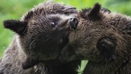 B.C. conservation officers called to two grizzly bear attacks, one person seriously injured