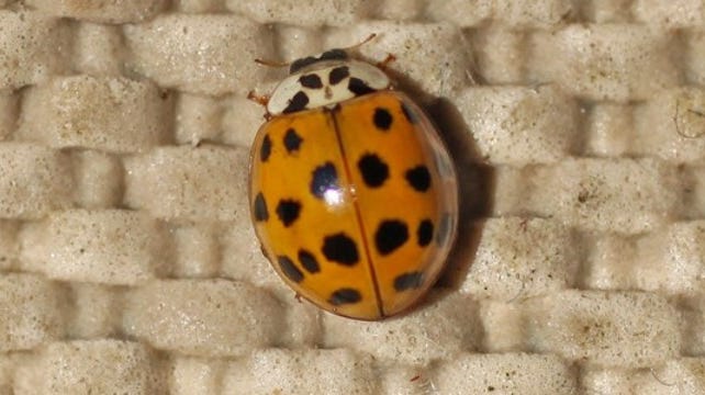 Asian lady beetles have been invading homes. How to stop them