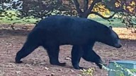 Townsend police issues warning after black bear attacks neighbor's farm animals