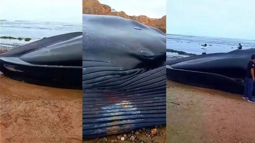 Tumbes: cadáver de ballena azul apareció en balneario de Punta Mero