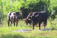 Ya hay 704 casos del gusano barrenador en Yucatán