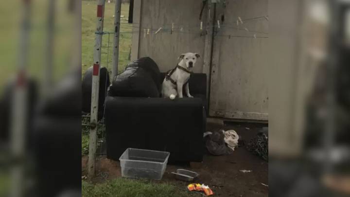 Faithful Pup Left Behind In The Rain Still Believes His South Carolina Family Will Return