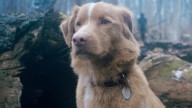 El perro protagonista de 'Good Boy' abre un profundo debate sobre la gala de los Oscar con una 'carta' dirigida a la Academia