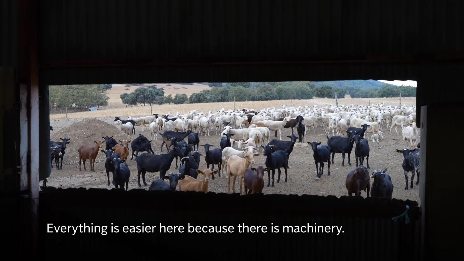 In Spain’s emptying countryside, migrants train to be shepherds and provide a lifeline to farms