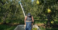 Takeaways from AP's report on the growing dangers of heat on pregnant agriculture workers