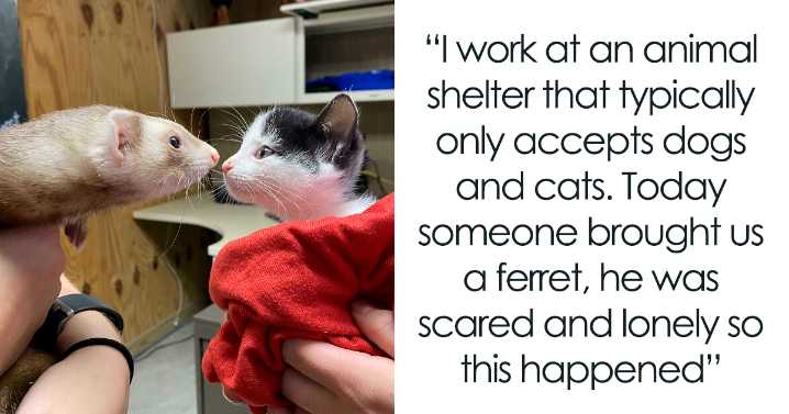 40 Photos Revealing How Silly Ferrets Can Be