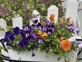 Gardening with Allen: Pansies and violas color fall and winter