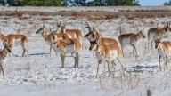 Federal shutdown leads to pronghorn hunting suspension in part of CO