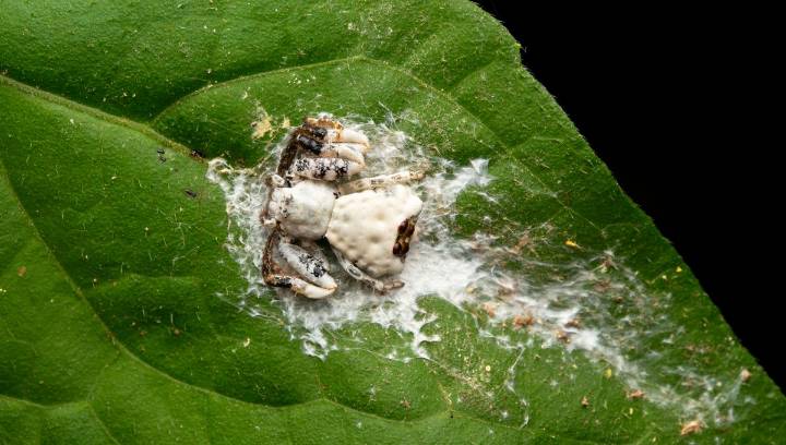 Meet The Bird-Dung Crab Spiders, Masters Of Disguise That Look And Smell Like Bird Poop
