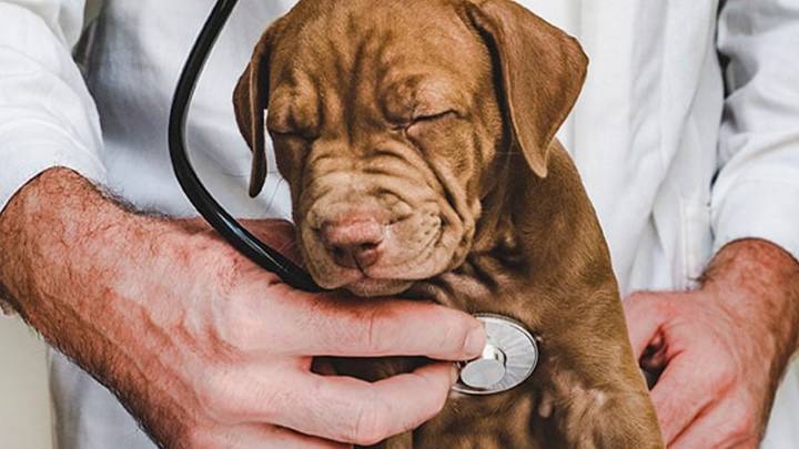 ¿Qué hacer cuándo mi mascota se enferma?