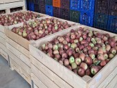 Cold storage facilities save South Kashmir apple growers from heavy losses after highway closure