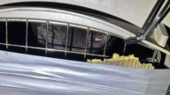 Texas Rescue Leader Follows Her Dogs Outside And Finds A Crate With A Heartbreaking Secret