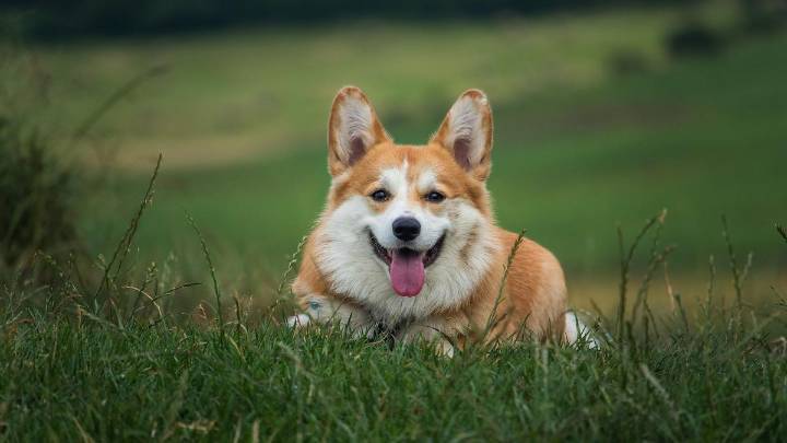 Los propietarios de perros tendrán que desembolsar este dinero tras aprobarse la nueva ley del Gobierno: 1.400 euros