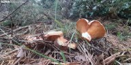 Pinares activa su micología con sus jornadas 'Del bosque al plato'