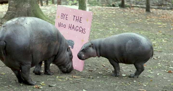 Zoo bids farewell to beloved pygmy hippo Haggis