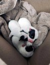 Good Samaritan Finds Crying Newborn Puppies Abandoned Along Belcamp Trail