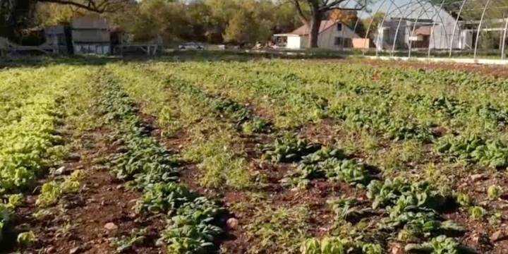 Garden Spot: Lettuce, radishes, & spinach thriving in the garden