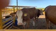 Pide CNOG a Sheinbaum limitar importación de carne de res de Brasil; afectaciones al mercado interno