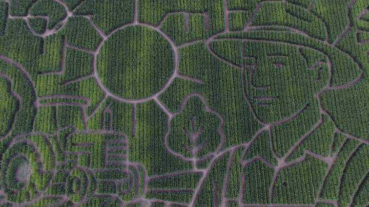 Giant Bay Area corn maze lets visitors enjoy getting lost