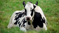 UP govt looks to ‘cow tourism’ to make gaushalas self