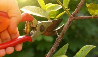 Protect Your Plants This Winter: Pruning Tips That Ensure Healthy Regrowth