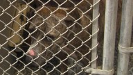 32 dogs rescued from Beaumont property in suspected fighting operation