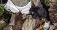 You can finally see the Cincinnati Zoo's first 2 Bear Ridge residents, Hazel and Juniper
