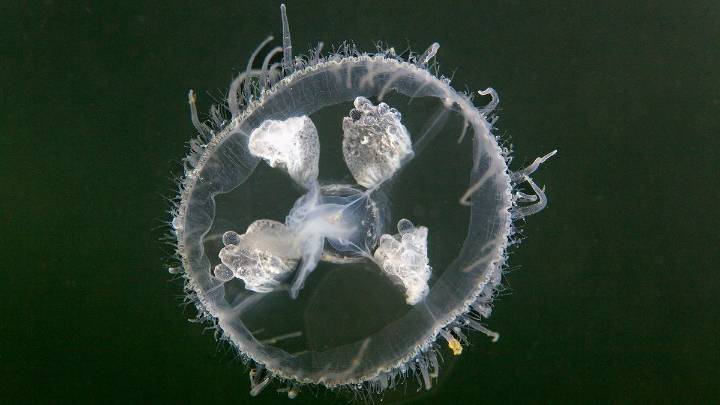 Freshwater Jellyfish Are Too Tiny to Sting Humans