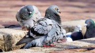 El rol clave de las palomas para conocer los niveles de plomo que hay en Santiago
