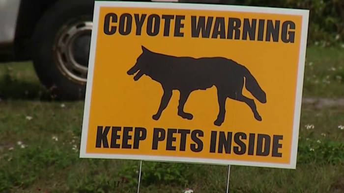 Winter Garden pet owner warns others after she fears pet was attacked by coyote