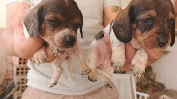 Rescatan a diez perros salchichas de criadero clandestino en Cipolletti