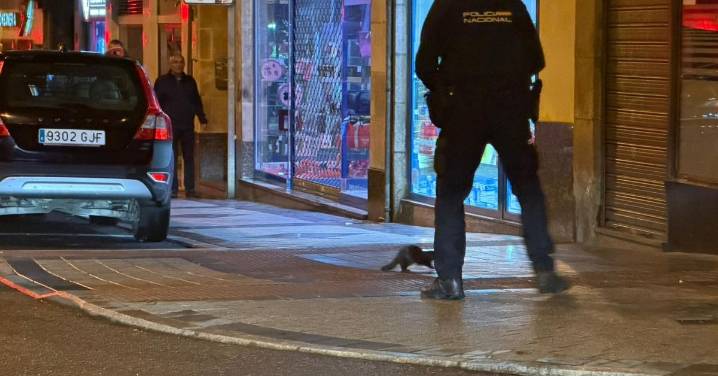La Policía Nacional persigue a un visón por las calles de Salamanca