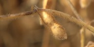 As farmers face challenges, an emerging market for Iowa soybeans could help