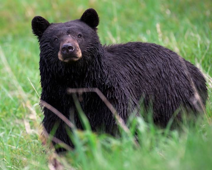 Wrong bear was killed after fatal Newton County attack, DNA test shows