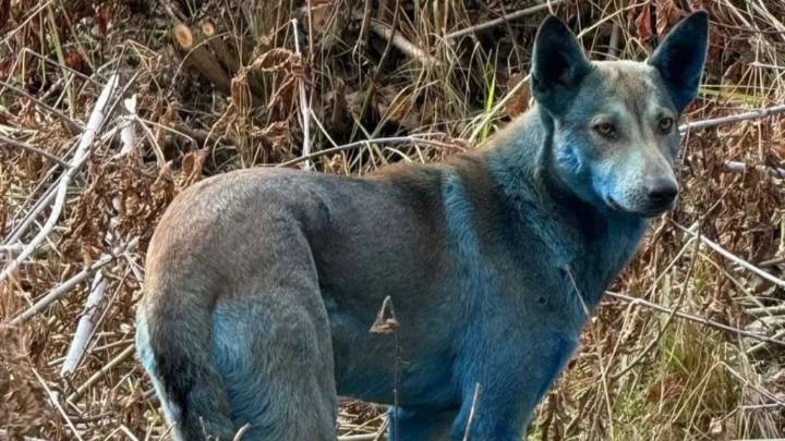 Captan a perros con pelaje azul en las inmediaciones de Chernóbil