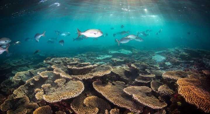Los arrecifes de coral, al borde de la extinción si no se frena el calentamiento global