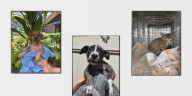Critical shortage: Hawaiian Humane Society calls for towel and blanket donations