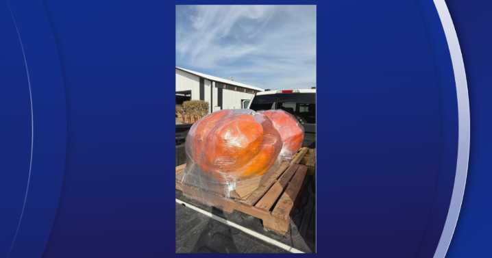 Bearss Groves preserves giant pumpkin tradition with twin pumpkins from Wisconsin