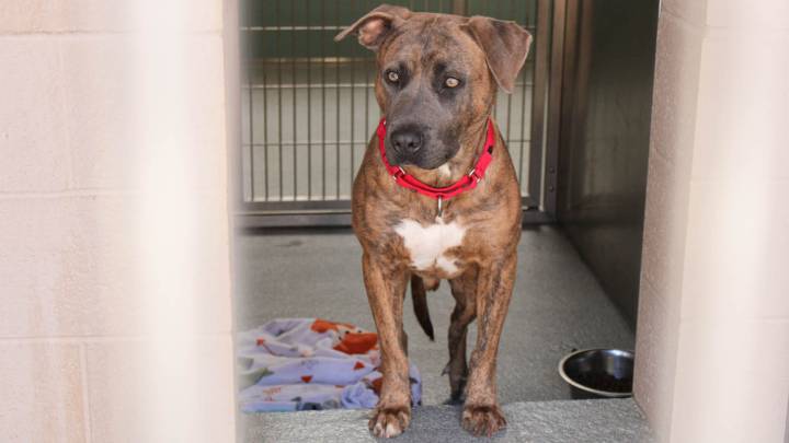 More Dogs and Cats Are Waiting to Get Adopted From OC Animal Care