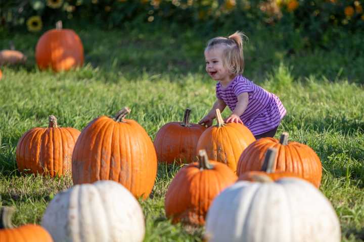 Your guide to 2025 harvest festivals around Salem