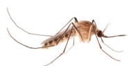 Mosquito del metro en Londres: un hallazgo científico desmiente el mito sobre su aparición urbana