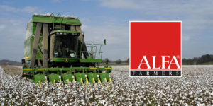 ALFA makes endorsements in 2026 Alabama statewide races