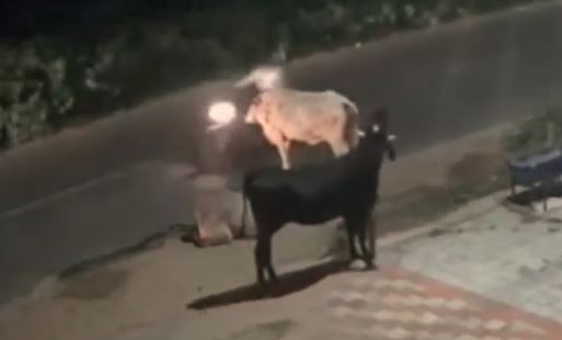 Karma on camera: Biker tries to kick bull, what happens next is shocking!