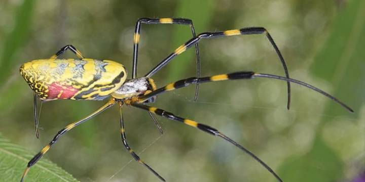 ‘A big yellow spider!’: Increase in invasive spider sightings