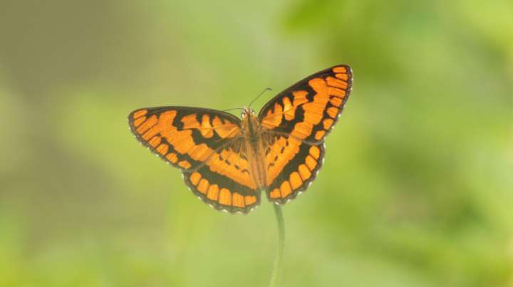 Attract Butterflies With A Shrub That Brings Color To A Shade Garden
